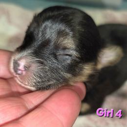 Girl 4 - Black and tan female Companion Cross puppy in Davenport, Washington from Lovely Ladies and Little Asses Miniature Equines (L3A Pomeranians & Papillons)