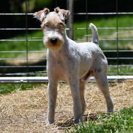 Bastian - Wire Fox Terrier