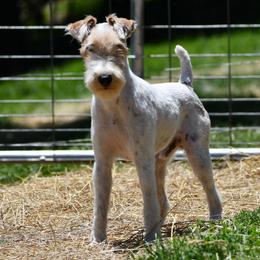 Bastian - Wire Fox Terrier