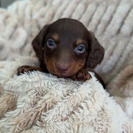 Crush - Chocolate and tan male Dachshund puppy in North Fort Myers, Florida from Trust Fund Devil Kennel