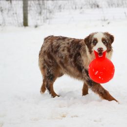 Ember - Australian Shepherd