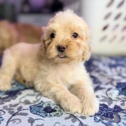Mocha almond with training - Golden male Cockapoo puppy in Boonville, North Carolina from Doods & Dolls