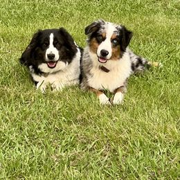 Australian Shepherd puppies from Velocity Farms, farm raised Aussies