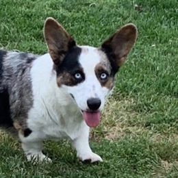 Denali - Cardigan Welsh Corgi