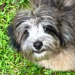 Cedar - Brown merle male Aussiedoodle puppy in Allardt, Tennessee from Hearth&Hound Doodles