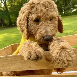 Goldendoodle and Poodle Puppies from SnickerDoodlePups