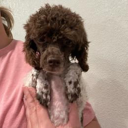Benny - Poodle