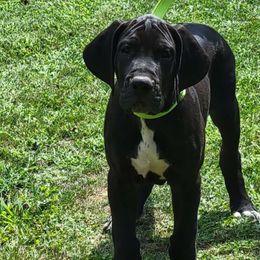 4 - Black Great Dane puppy in Columbia Stat, Ohio from Rocky Road Chocolate Danes