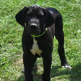 4 - Black Great Dane puppy in Columbia Stat, Ohio from Rocky Road Chocolate Danes