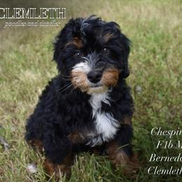 Crew - Tri-color Bernedoodle puppy in Seattle, Washington from Clemleth Aussiedoodles