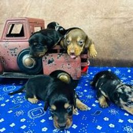 Dachshunds from Rosehill Kennel