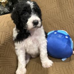 Zeus - Parti male Poodle puppy in Mobile, Alabama from Semmy’s Standard Poodle LLC