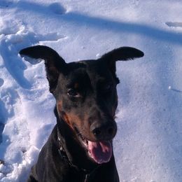 Guinness - Doberman Pinscher
