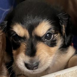 Oreo   AKC   PRA CLEAR - Black and cream female Dachshund puppy in Miami, Florida from Maitime Dachshund