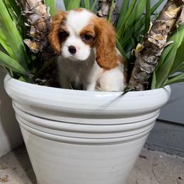 Mickey - Blenheim male Cavalier King Charles Spaniel puppy in Encinitas, California from Diamond Cavaliers