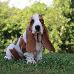 Duece - Mahogany and white male Basset Hound puppy in Pollock, Missouri from Northstar
