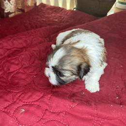 Shih Tzu Puppies from Judy's Shih Tzus