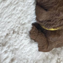 Girl 2 - Goldendoodle puppy in Redding, California from Surfer Doodles