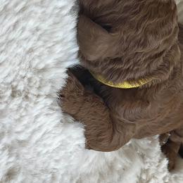 Girl 2 - Goldendoodle puppy in Redding, California from Surfer Doodles