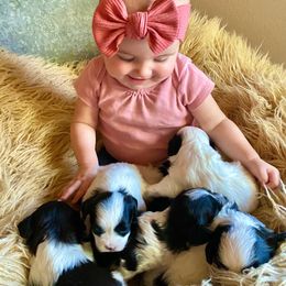 Australian Shepherds and Bichon Frises from The K Bar Ranch