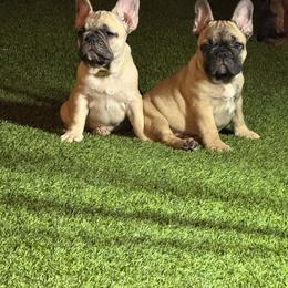 French Bulldog Puppies from Mosaic French Bulldogs