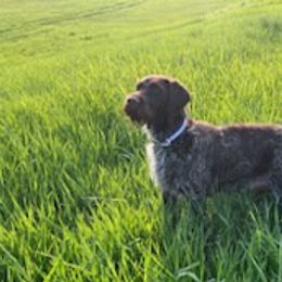 Wirehaired Pointing Griffons from Finger Lakes Griffons