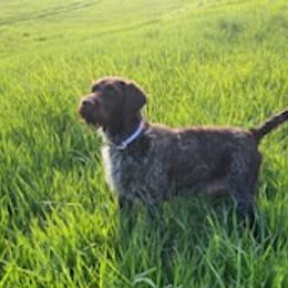 Wirehaired Pointing Griffons from Finger Lakes Griffons