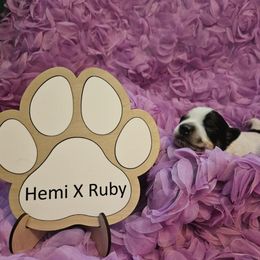 Jasmine - Australian Cattle Dog puppy from Wildflower Ranch