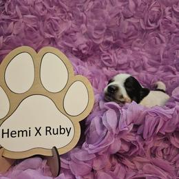 Jasmine - Australian Cattle Dog puppy from Wildflower Ranch