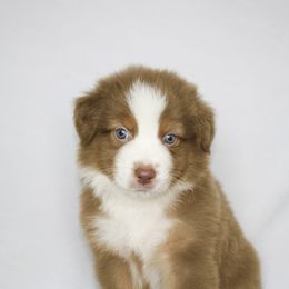 Rudolph - Red tri-color male Australian Shepherd puppy in Richmond, Texas from Big Zen Aussies