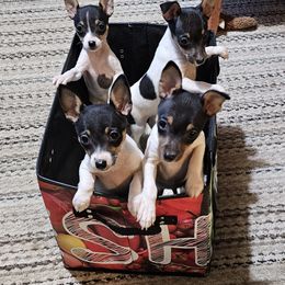 Toy Fox Terrier Puppies from Wesford Kennels