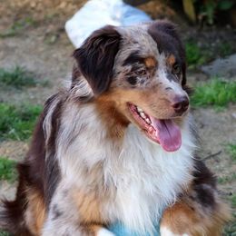 Fury - Miniature American Shepherd