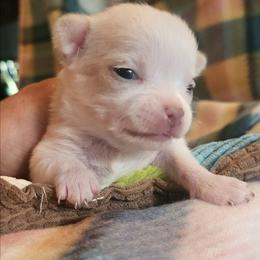 Chavez - White male Chihuahua puppy in Gerald, Missouri from OutLaw Chihuahua's