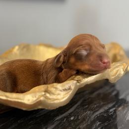 Tyra - Chocolate and tan female Dachshund puppy in Aguadilla P.R. from Carrero’s Dachshunds