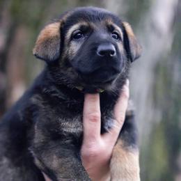 Tyedye collar - Sable female German Shepherd puppy in Prospect, Connecticut from Di Massimo Canile
