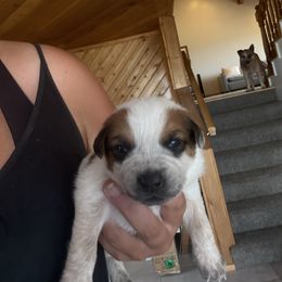 Boy 2 - Red speckled male Australian Cattle Dog puppy in Dillon, Montana from DPH Australian Cattle Dogs