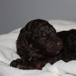 Topaz - Phantom male Goldendoodle puppy in Howard City, Michigan from Doodles and Chaos