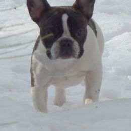 French Bulldog All Grown Up from Sierra Moon Frenchies