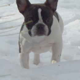 French Bulldog All Grown Up from Sierra Moon Frenchies