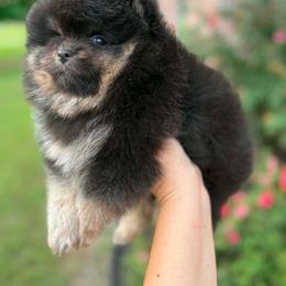 Barney - Black and tan male Pomeranian puppy in Willis, Texas from Treasured Jewels Pomeranians