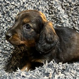 AF2 - Wild boar female Dachshund puppy in South Carolina from Purebred Dachshunds