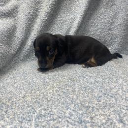 Nyla - Black and tan female Dachshund puppy in Richmond, Virginia from Paw Prints