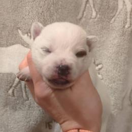 Girl 5 - Red speckled female Australian Cattle Dog puppy in Mena, Arkansas from Red Desert Australian Cattle Dogs
