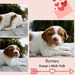 Romeo - Orange and white male Brittany puppy in Hollidaysburg, Pennsylvania from Royal Flush Farms