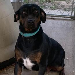 Ember - Black female Catahoula Leopard Dog puppy in Gadsden, Alabama from Rich Cat’s
