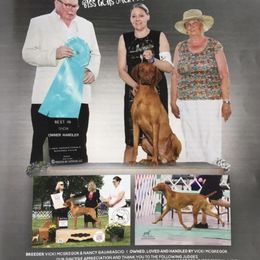 Vizslas from Jackpot Vizsla
