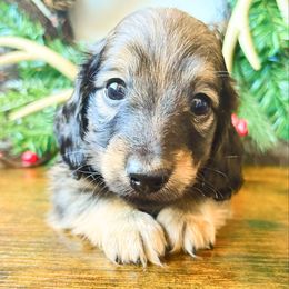 Tater 3500 - Cream male Dachshund puppy in Sylvania, Alabama from Yancey’s Doxies
