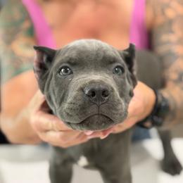 Red collar male - Gray male Cane Corso puppy in San Tan Valley, Arizona from Lofty Legends
