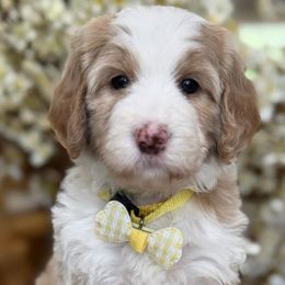 Natty - Red female Bernedoodle puppy in Yuciapa, California from AlltheDoodlez_