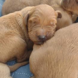 Boy 2 - Dark golden male Golden Retriever puppy in Grand Meadow, Minnesota from Root River Retrievers